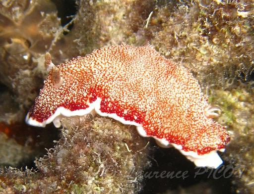 Chromodoris tinctoria.JPG - Philippines - îles Calamian